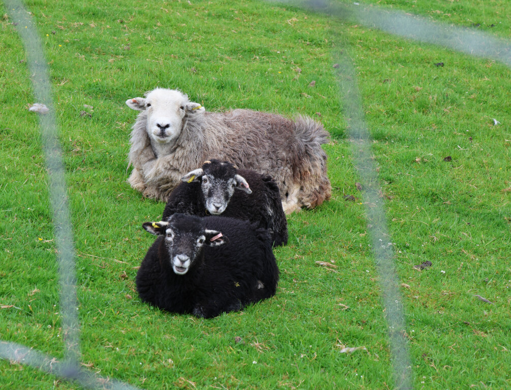 Ewe and Lambs, Near Winterburn, North Yorkshire